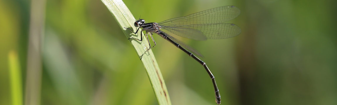 Libelle auf einem Grashalm