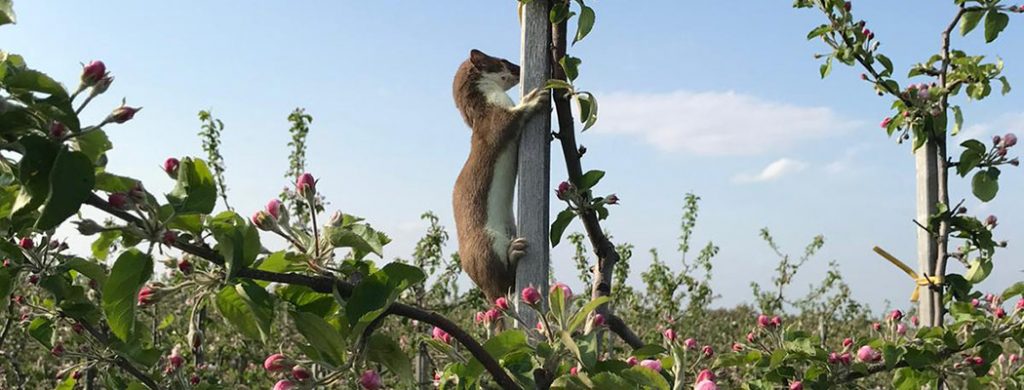 Reh in Apfelplantage