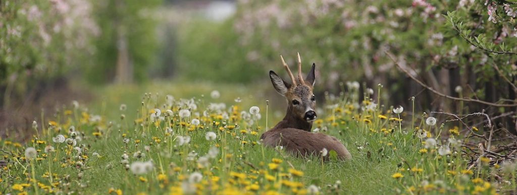 Reh in Apfelplantage