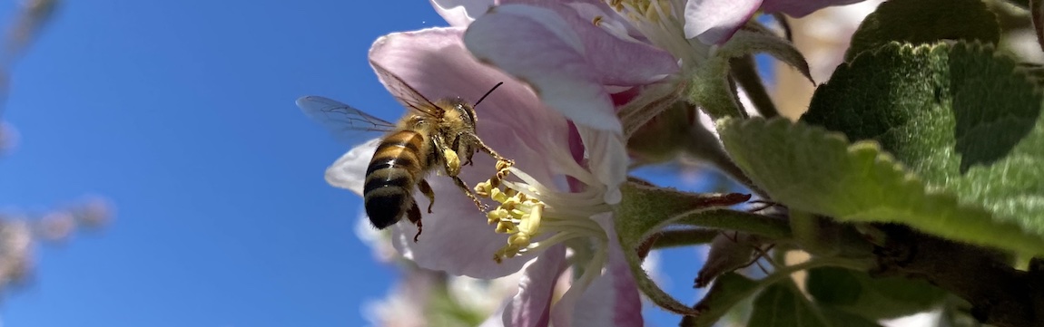 Biene auf Apfelblüte