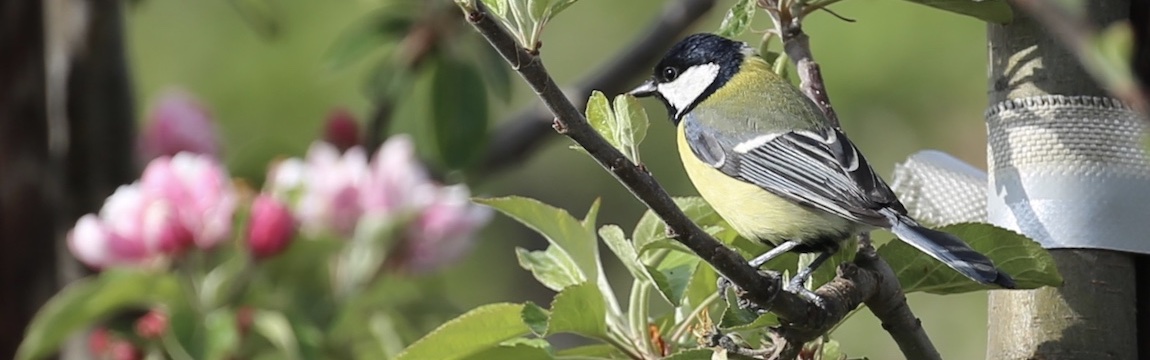 Meise auf einer Apfelblüte