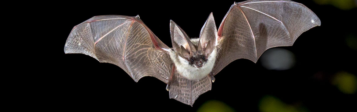 Fledermaus im Flug