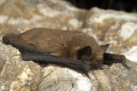 Schlafende Fledermaus