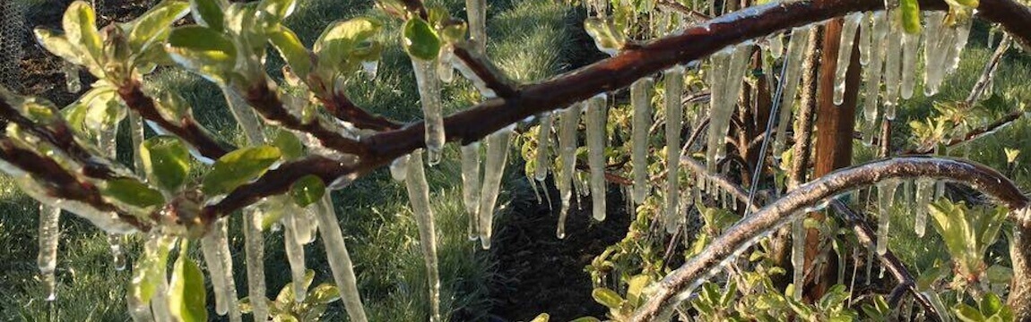 Frostberegnung bei Elbe-Obst im Alten Land