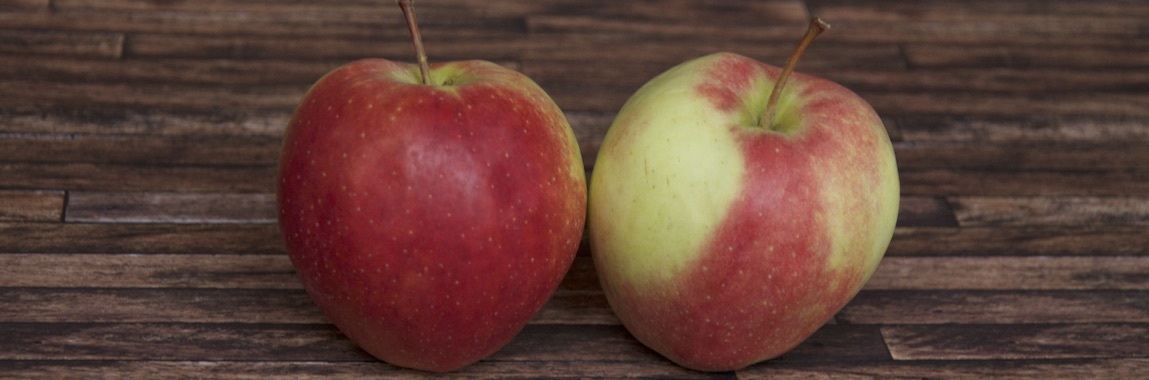 Apfelsorte Gloster von Elbe-Obst aus dem Alten Land