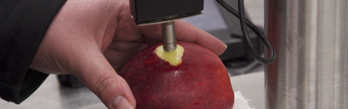 Elbe-Obst Qualitätssicherung Prüfung der Druckfestigkeit bei Äpfeln
