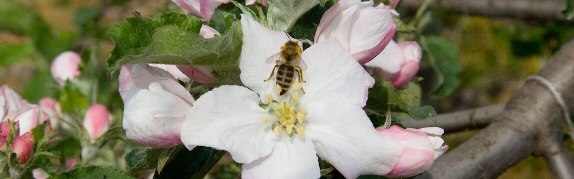 Apfelblüte mit Biene Elbe-Obst im Alten Land