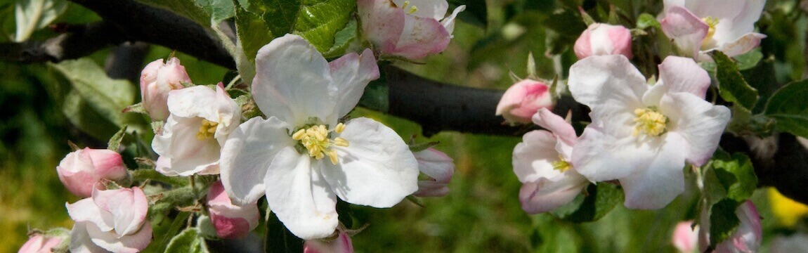 Apfelblüte Plantage von Elbe-Obst im Alten Land